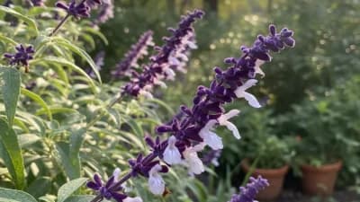 Mexican Bush Sage