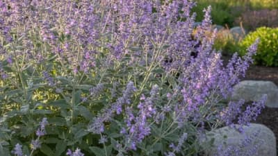 Russian Sage