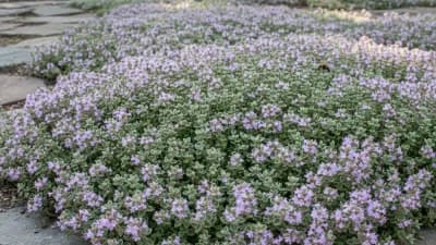 Woolly Thyme