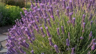 English Lavender