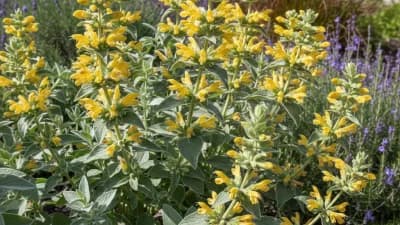 Jerusalem Sage