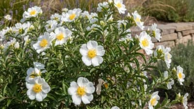 Rockrose