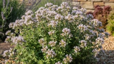 Greek Oregano