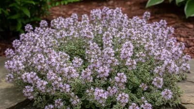 French Thyme