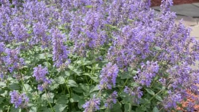 Catmint