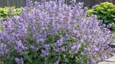 Catmint