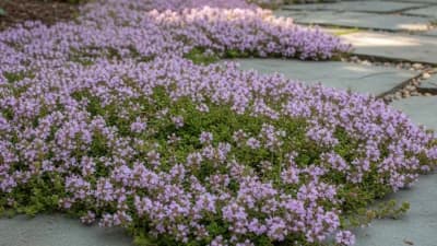 Creeping Thyme