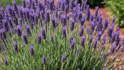 English Lavender