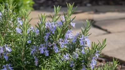 Rosemary