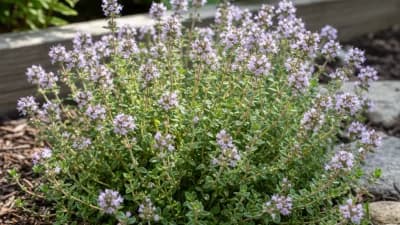 Thyme