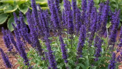 Perennial Salvia