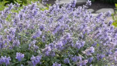 Catmint