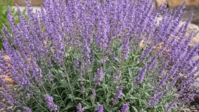 Russian Sage