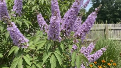 Vitex (Chaste Tree)