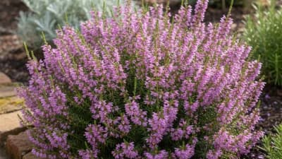 Mexican Heather