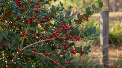 Yaupon Holly