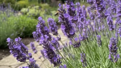 English Lavender