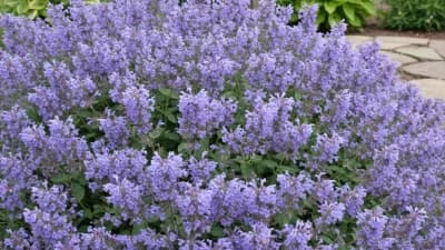 Catmint