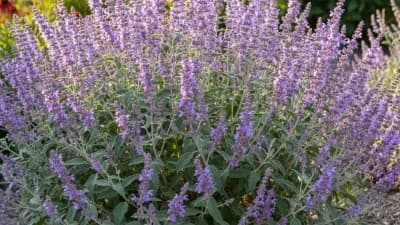 Russian Sage
