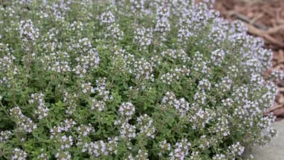 Thyme