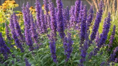 Perennial Salvia