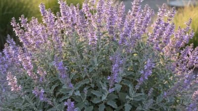 Russian Sage