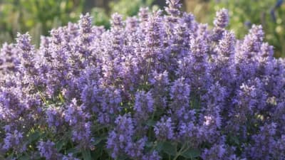 Catmint