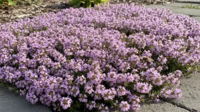 Creeping Thyme