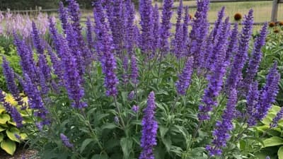 Perennial Salvia