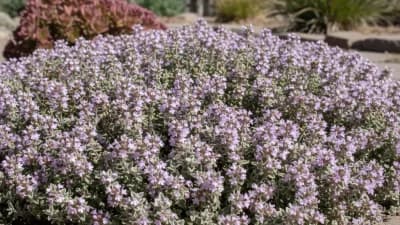 Woolly Thyme