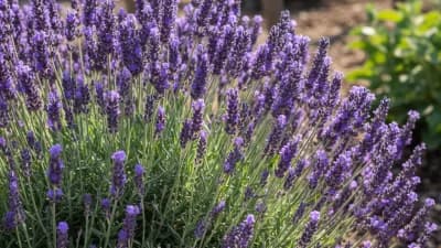 English Lavender