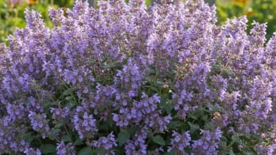 Catmint