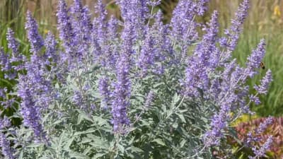 Russian Sage