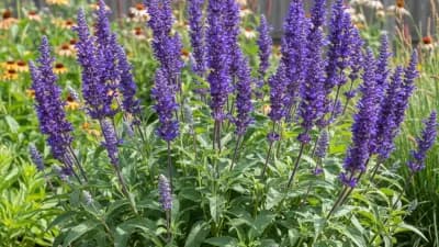Perennial Salvia