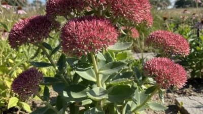 Sedum