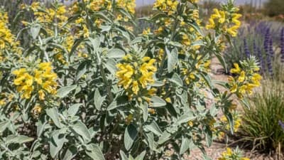 Jerusalem Sage