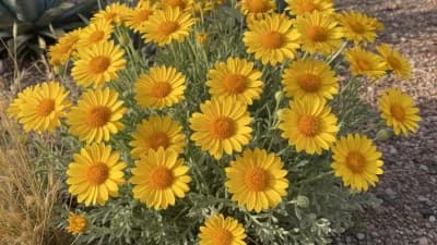 Desert Marigold