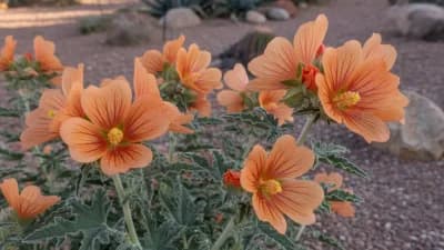 Globe Mallow
