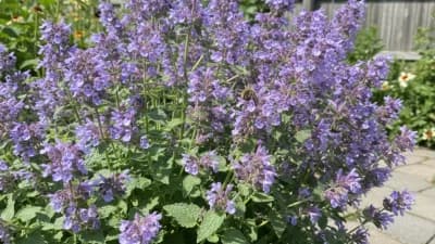 Catmint