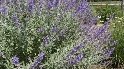Russian Sage