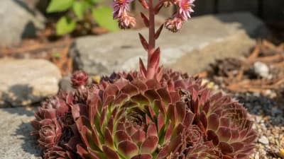 Hens and Chicks