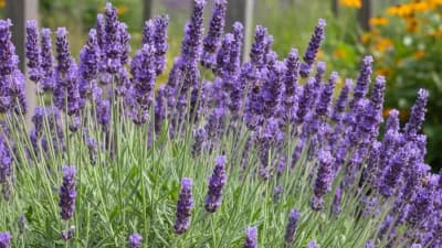 English Lavender