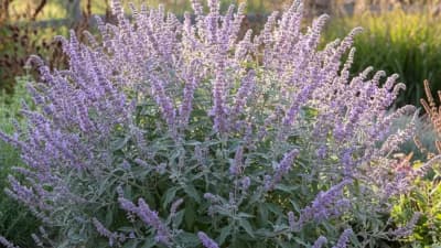 Russian Sage