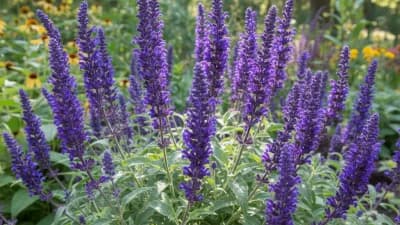 Perennial Salvia
