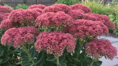 Sedum