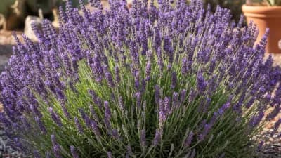 English Lavender (Hardy Varieties)