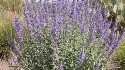 Russian Sage