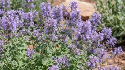 Catmint