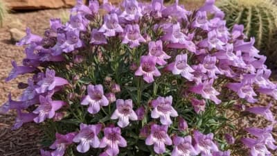 Penstemon