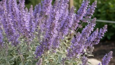 Russian Sage